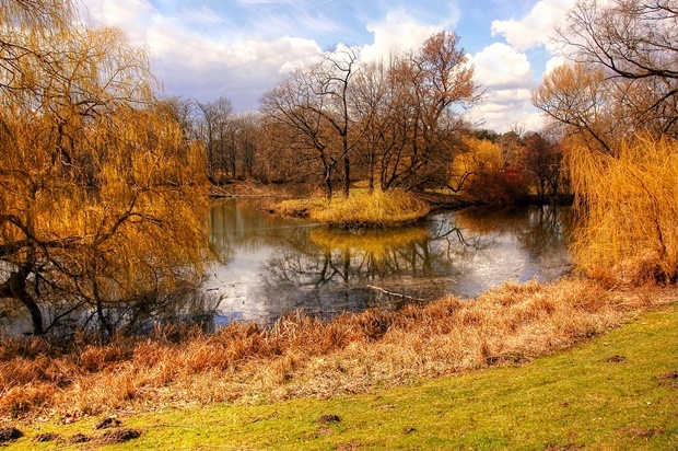 Herbstwald - Hannover